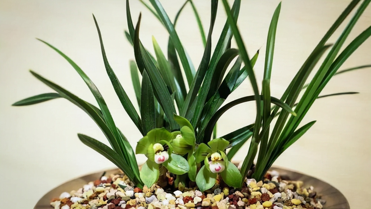 最香的兰花品种排名（香味浓郁的兰花前6名）