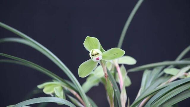 最香的兰花品种排名（香味浓郁的兰花前6名）
