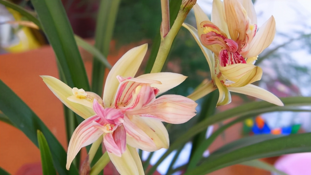 最香的兰花品种排名（香味浓郁的兰花前6名）