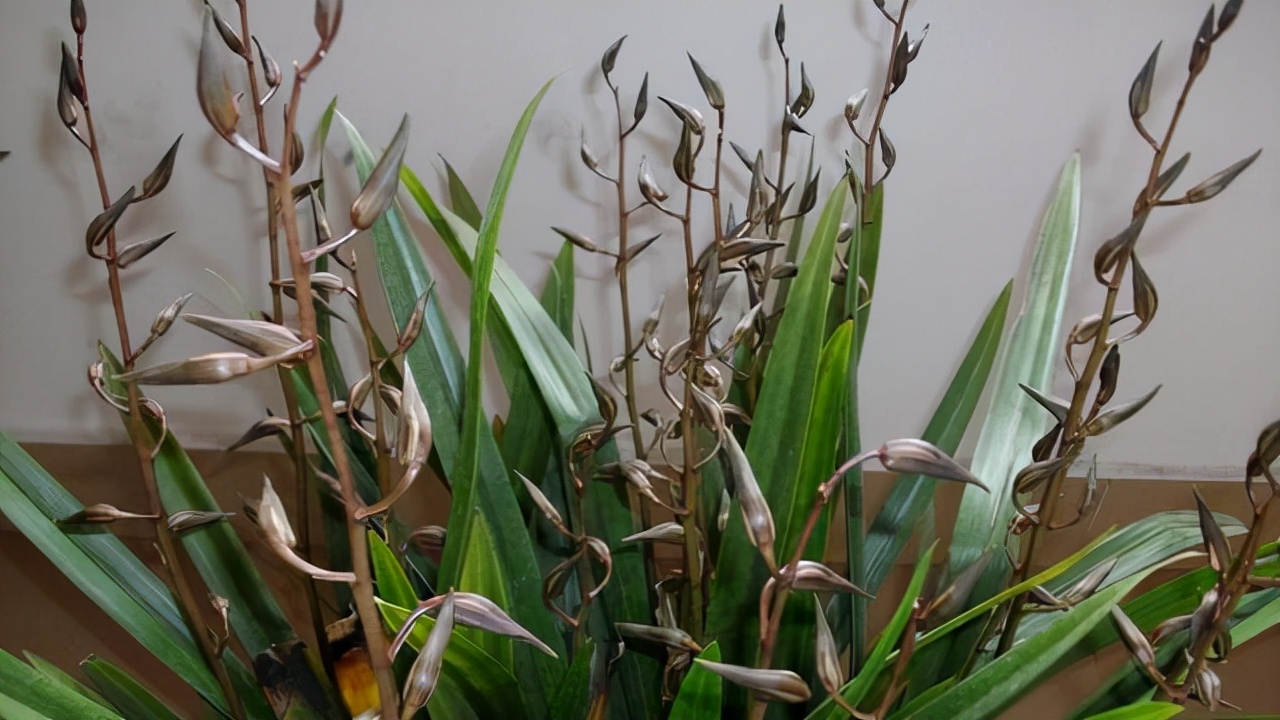 最香的兰花品种排名（香味浓郁的兰花前6名）