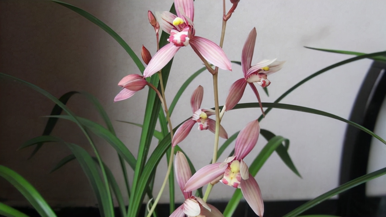 最香的兰花品种排名（香味浓郁的兰花前6名）