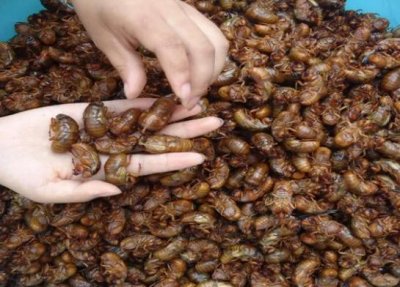 ​金蝉110元一斤！金蝉养殖曾火遍全网，为何养殖户纷纷抱怨弃坑？