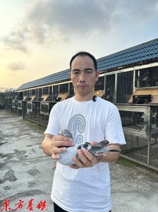 ​浙江博含鸽舍叶冠军十九年专注“闪电教父”血系