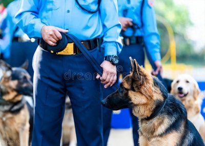 ​关于警犬的10个冷知识：它们的世界比人类想象的更复杂