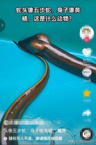 ​浙江捕获一条古怪黄鳝，形似癞皮蛇，头呈三角形，怀疑是望月鳝