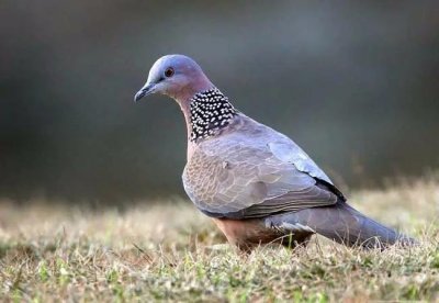 ​又是为了口舌之欲猎杀斑鸠