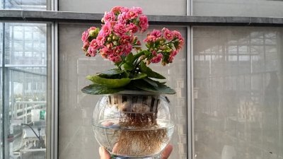 ​在家水培各种植物，教你如何水培植物（花卉篇）