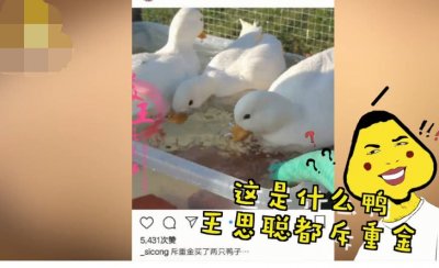 ​王思聪买了只3万的鸭？卖鸭的是95后重庆妹子