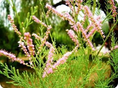 ​每日中药-柽柳