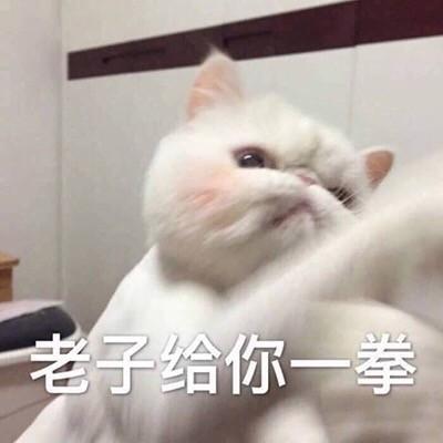 一组猫咪表情包 吸猫