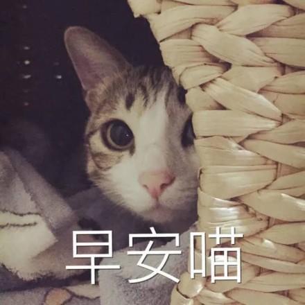 一组猫咪表情包 吸猫
