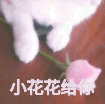 一组猫咪表情包 吸猫