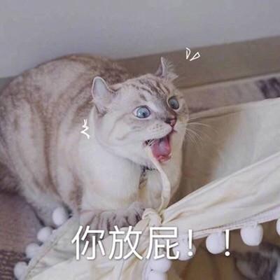 一组猫咪表情包 吸猫