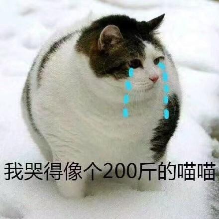 一组猫咪表情包 吸猫