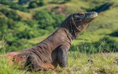 ​世界上最大的蜥蜴-科莫多龙
