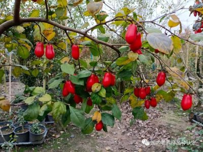 ​国内老鸦柿品种陆：史葫芦