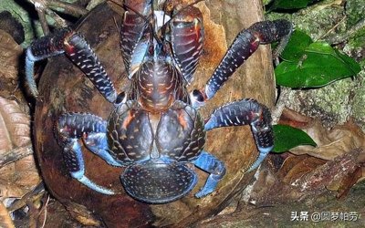 ​帕劳旅游八道野生美食，你敢挑战吗？