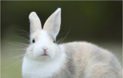 ​属兔人一生有3个劫,出生在这几个农历月份的属兔人劫难多