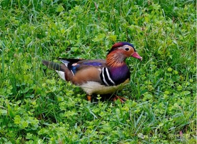 ​罕见！在西藏墨脱县首次发现国家二级重点保护动物鸳鸯