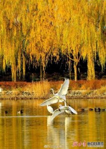 ​飞呀飞呀飞呀飞呀飞到哪儿去