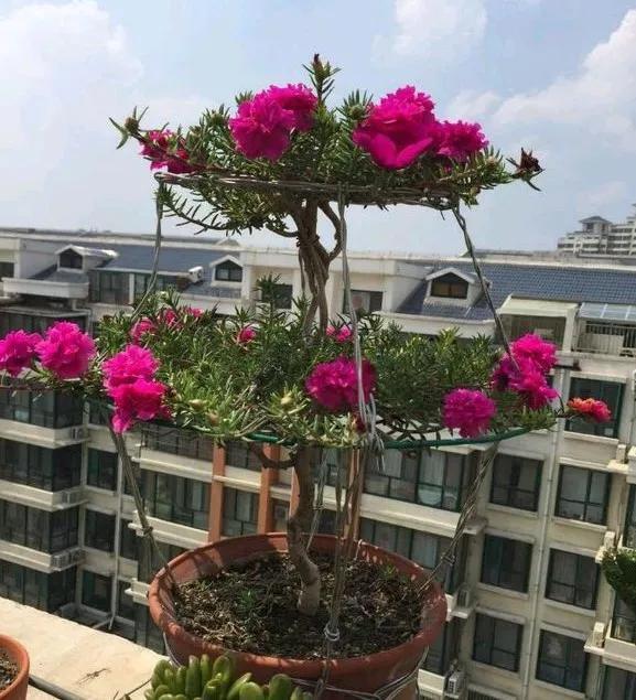 路边的“野花”成“老桩”,现在养家里,2年就能成,花多又耐看