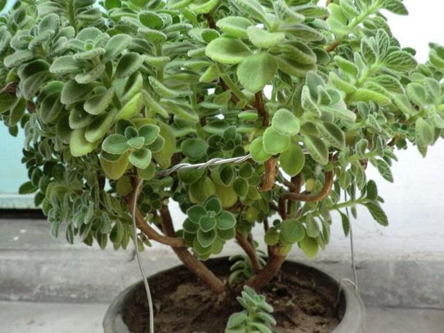 路边的“野花”成“老桩”,现在养家里,2年就能成,花多又耐看