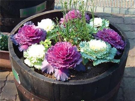 路边的“野花”成“老桩”,现在养家里,2年就能成,花多又耐看