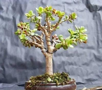 路边的“野花”成“老桩”,现在养家里,2年就能成,花多又耐看