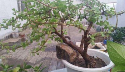 ​路边的“野花”成“老桩”，现在养家里，2年就能成，花多又耐看