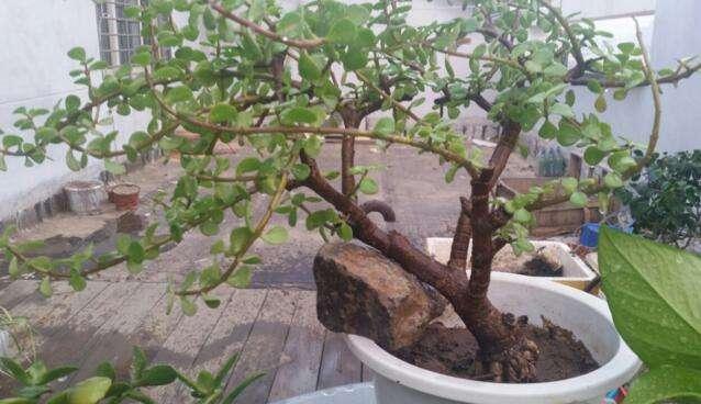 路边的“野花”成“老桩”,现在养家里,2年就能成,花多又耐看