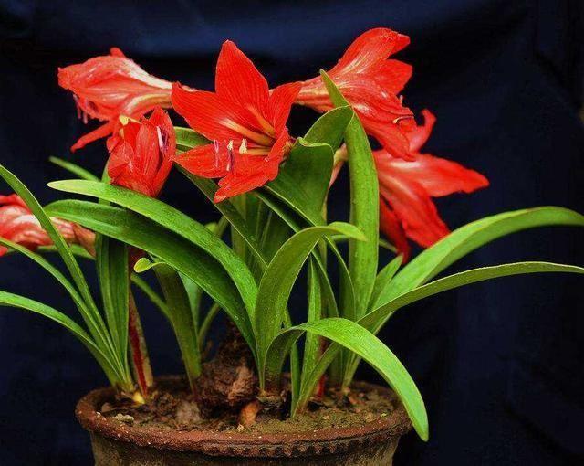 路边的“野花”成“老桩”,现在养家里,2年就能成,花多又耐看