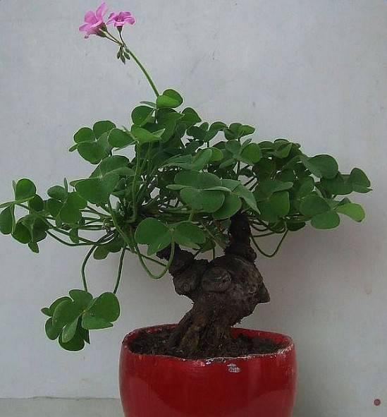 路边的“野花”成“老桩”,现在养家里,2年就能成,花多又耐看