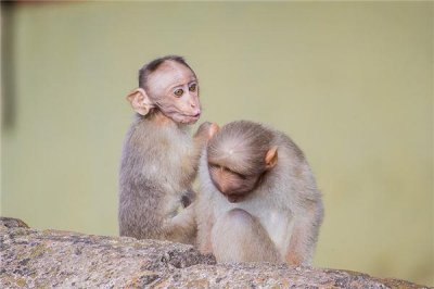 ​2024年属猴人的全年运势，1980出生2024年猴年运势及运程1980