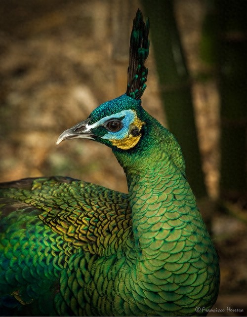 动物世界-绿孔雀