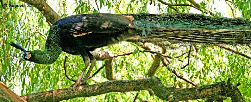 动物世界-绿孔雀