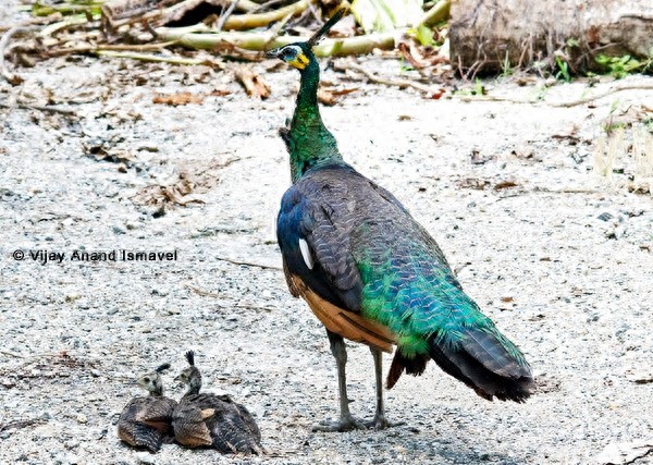 动物世界-绿孔雀