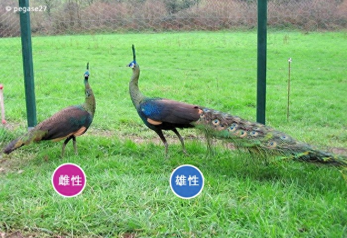 动物世界-绿孔雀