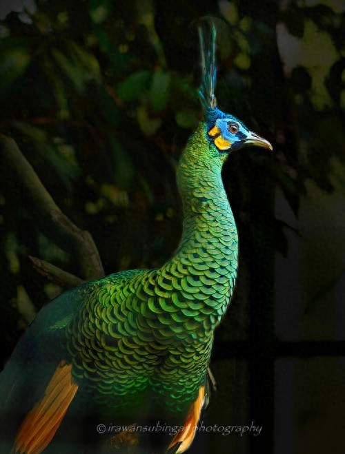 动物世界-绿孔雀