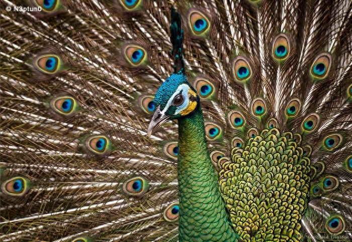 动物世界-绿孔雀