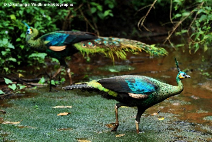 动物世界-绿孔雀