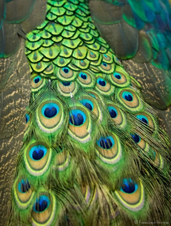 动物世界-绿孔雀