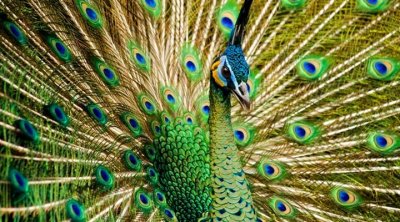 ​动物世界-绿孔雀