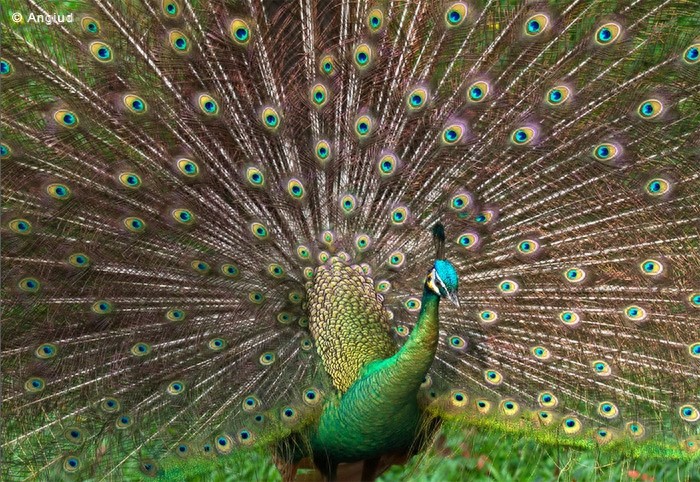 动物世界-绿孔雀