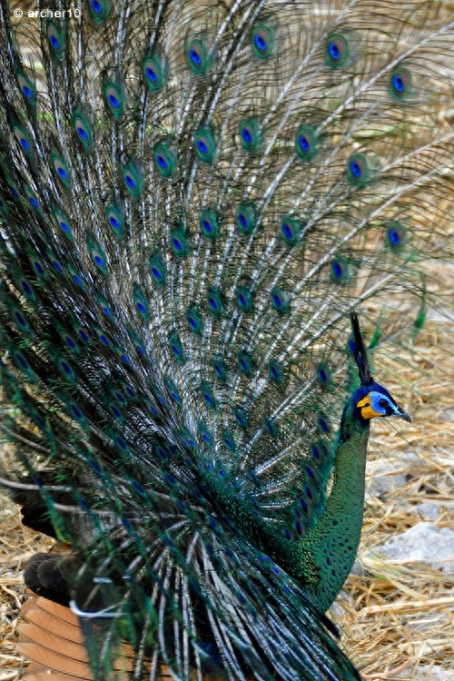 动物世界-绿孔雀