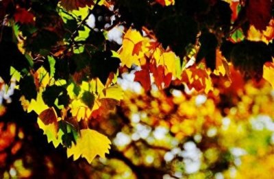 ​世界五大长寿之乡，中国占两个，其中一个长寿老人不断增多