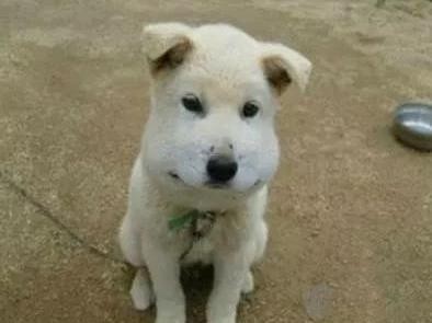 那些被蜜蜂蜇后 让人啼笑皆非的狗狗们