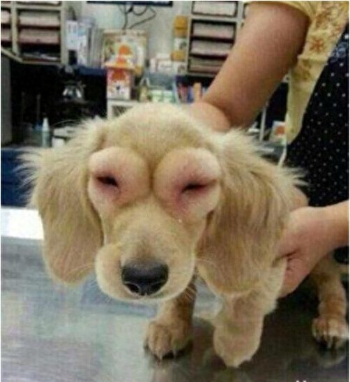 那些被蜜蜂蜇后 让人啼笑皆非的狗狗们