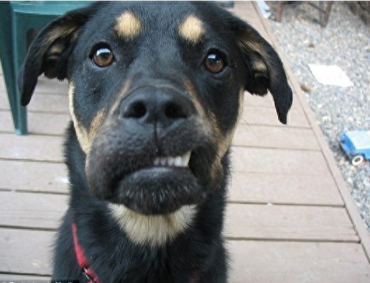 那些被蜜蜂蜇后 让人啼笑皆非的狗狗们