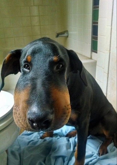 那些被蜜蜂蜇后 让人啼笑皆非的狗狗们