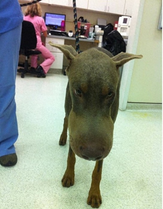 那些被蜜蜂蜇后 让人啼笑皆非的狗狗们